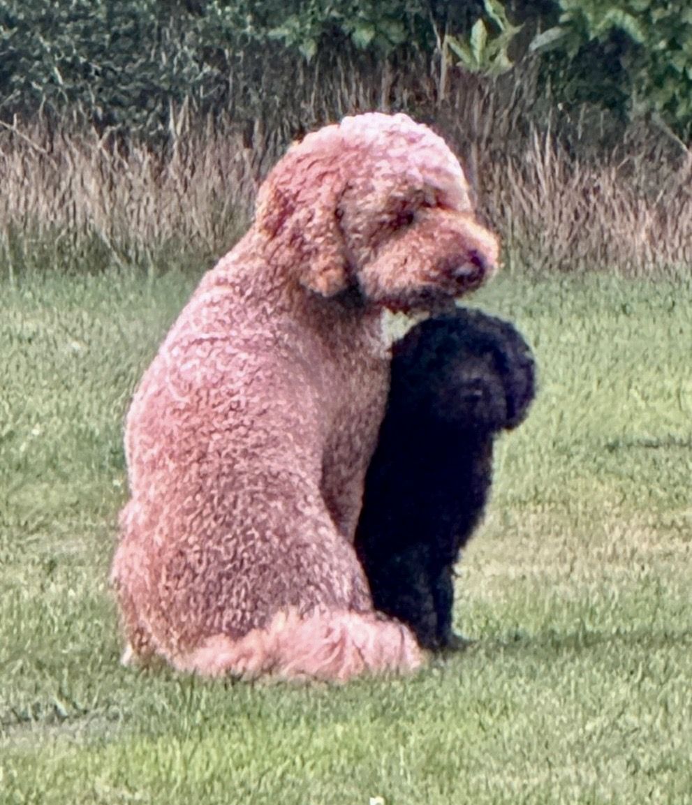 Toto en (pup) Bobbi