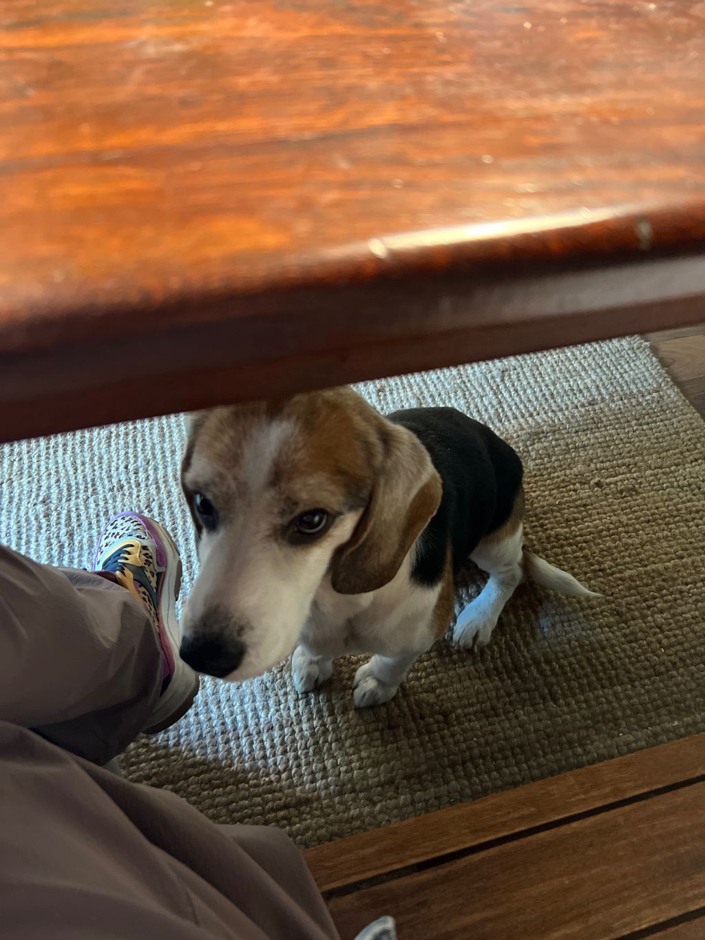 Rufus