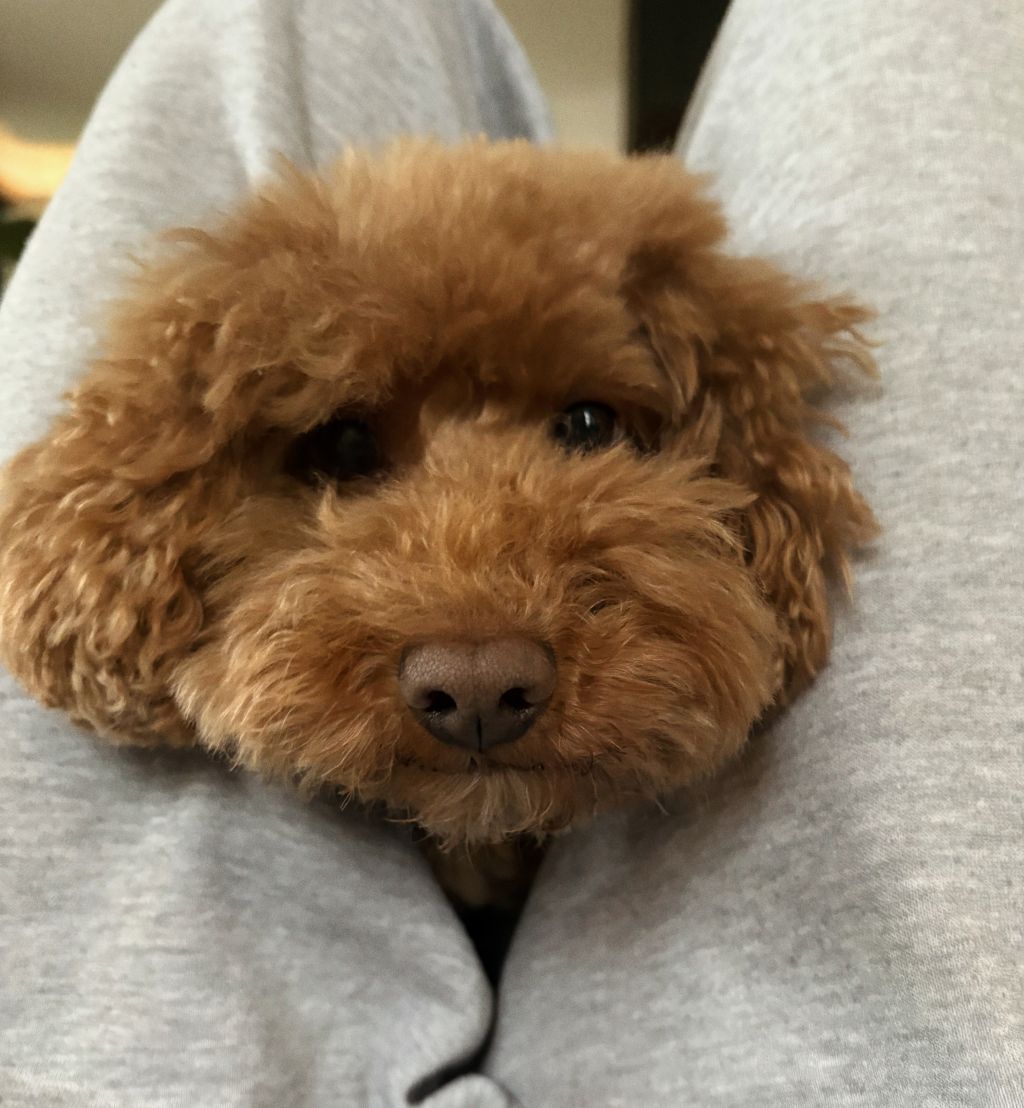 Lio