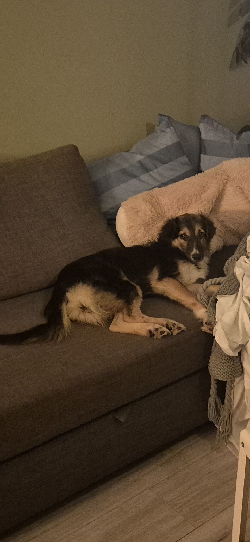 Maya