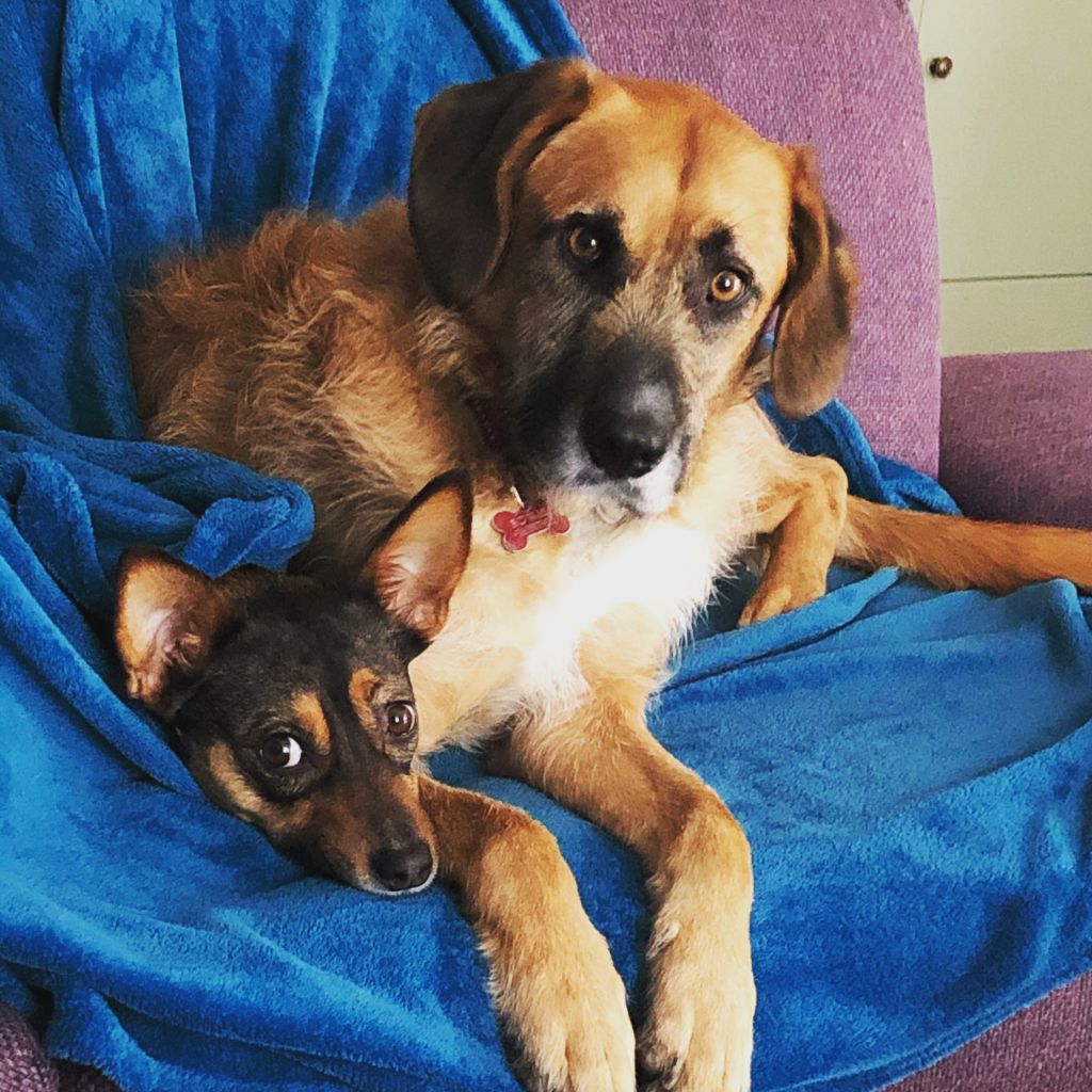 Billie (teef) en Bowie(reu)