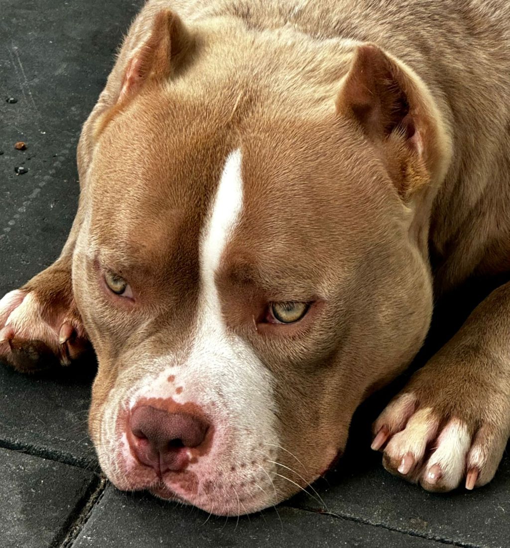 Harvey