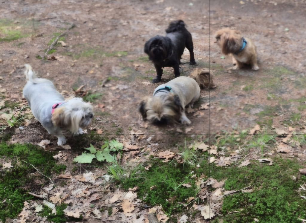 Amy cosmo daisy chanel