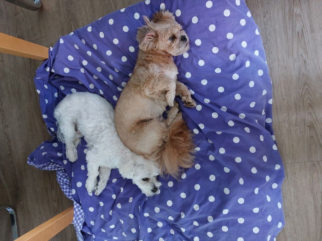 Milo & Harrie