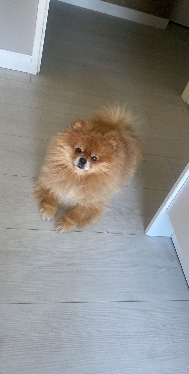 Bowie