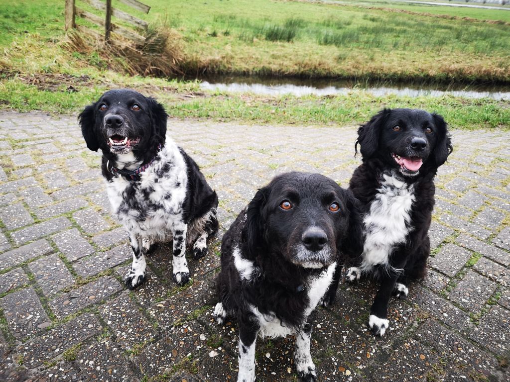 Famke, Jeltsje en Saar