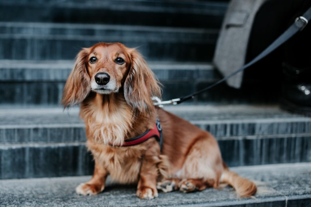 Ragù