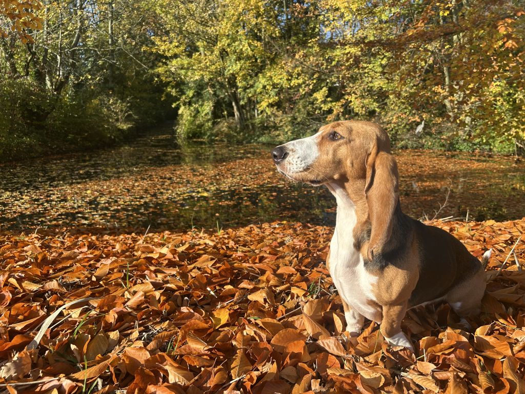 Doris