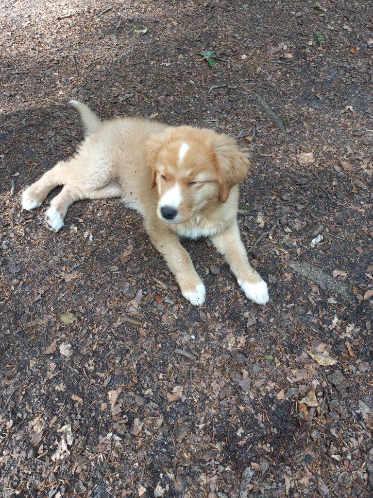 Nova