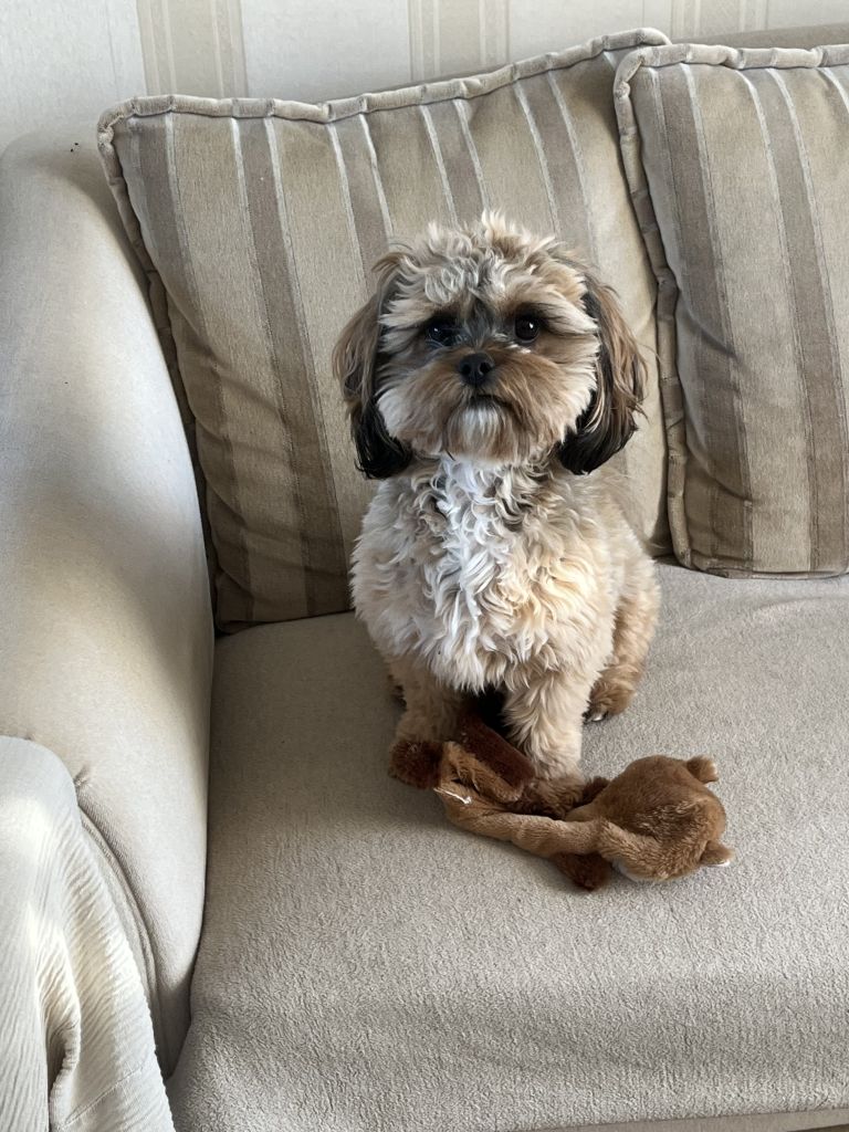Poppy