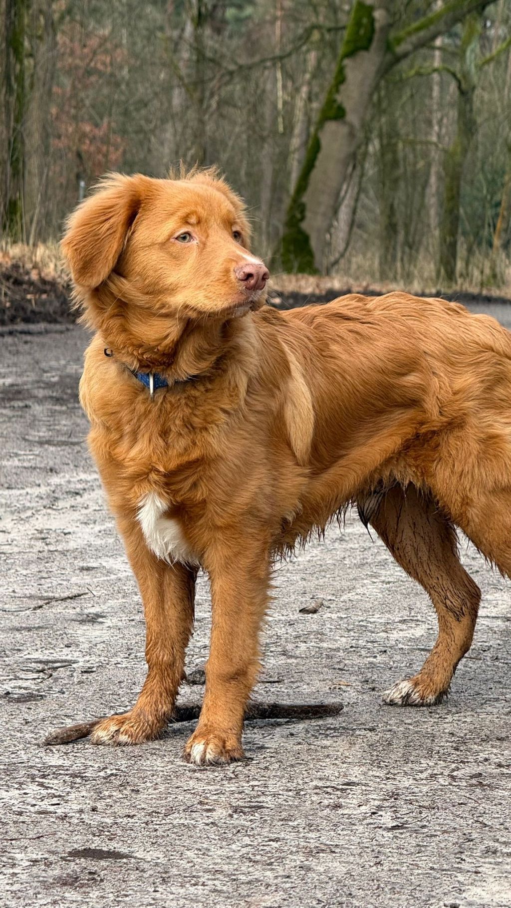 Ollie
