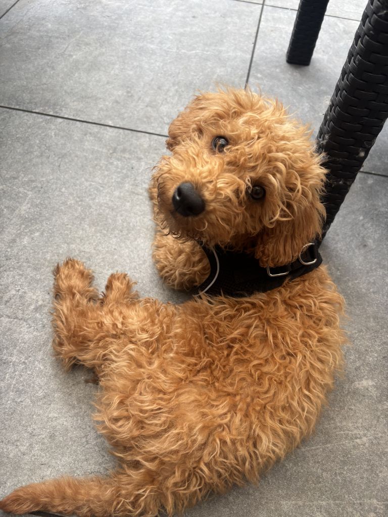 Ollie