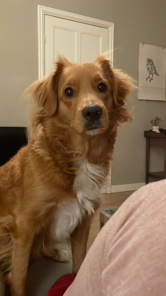 Maia