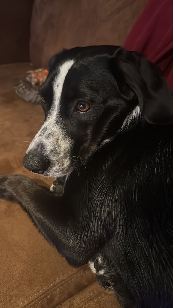 Sammy