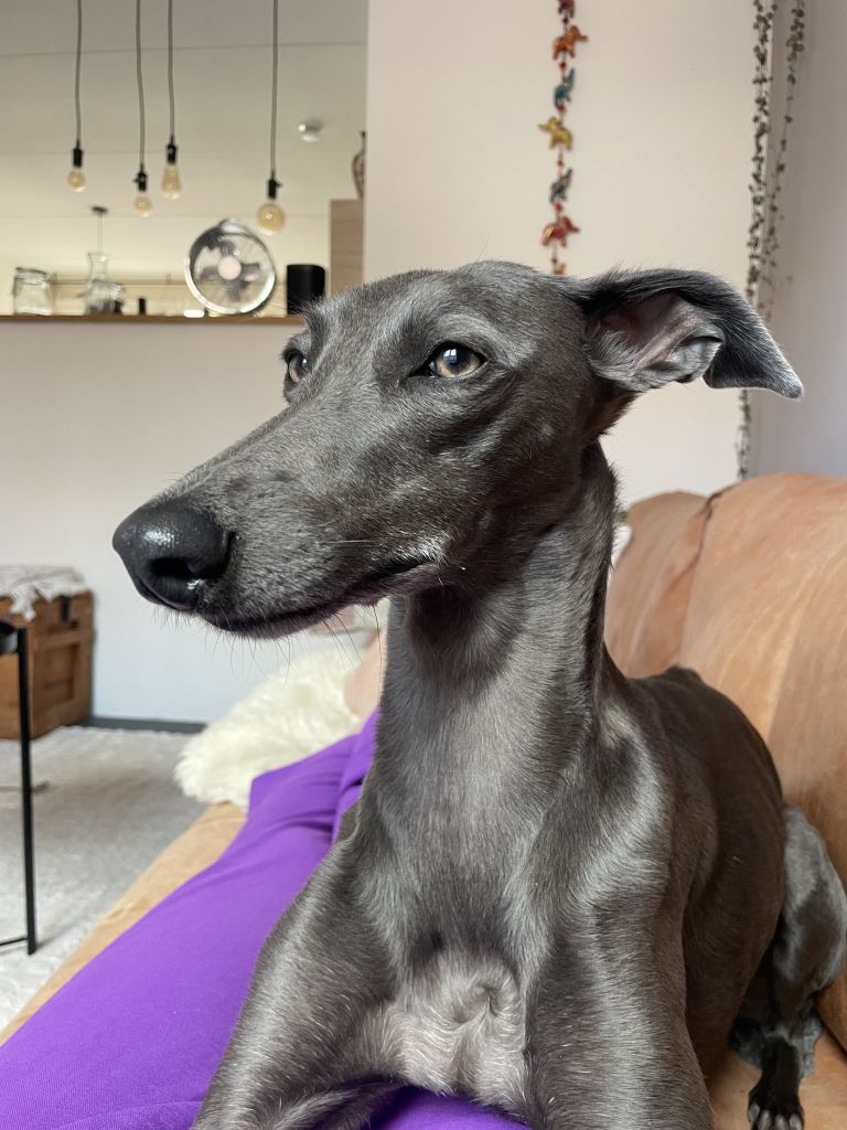 Lulu