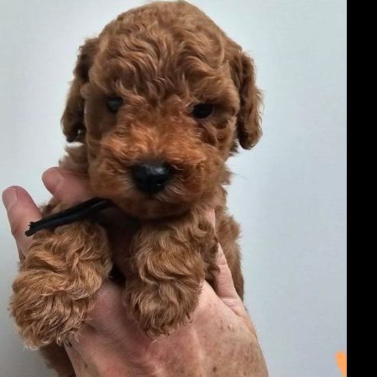 De naam is nog niet bekend