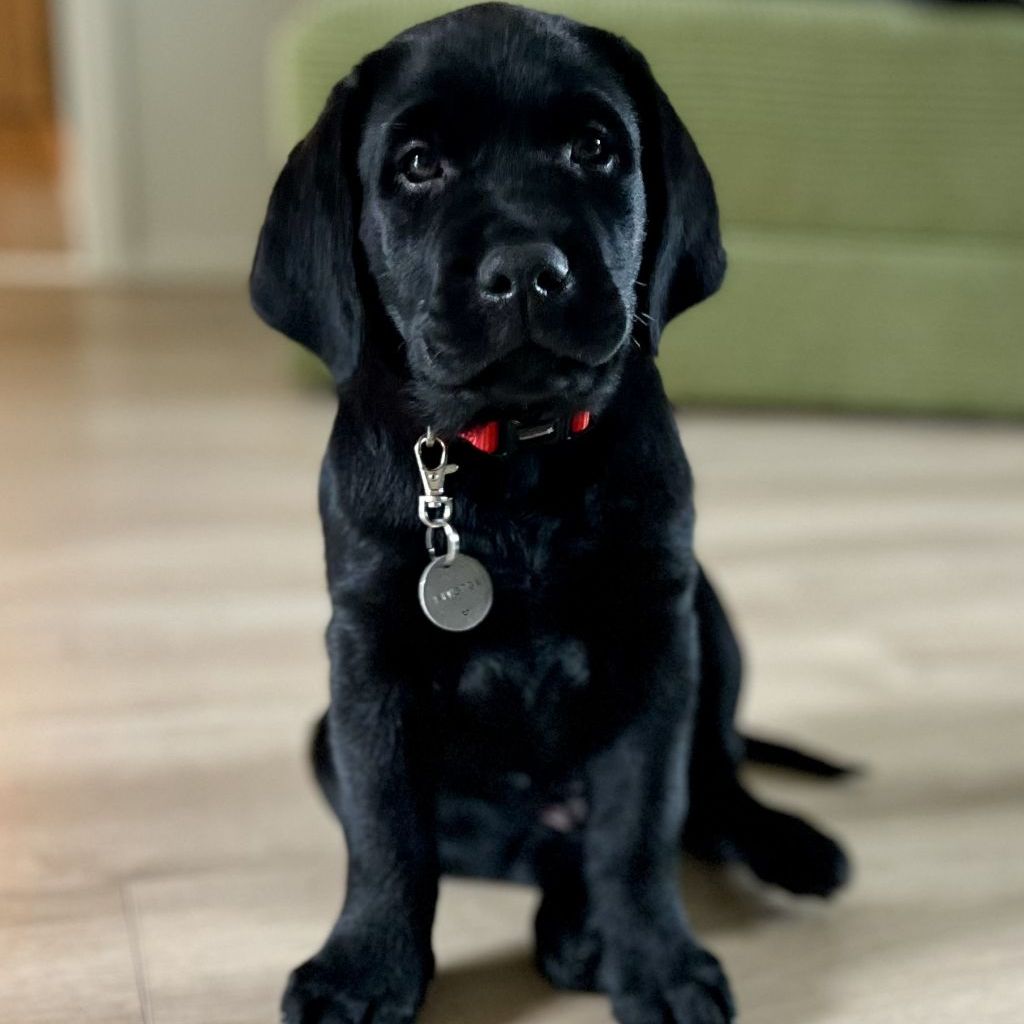 Winston