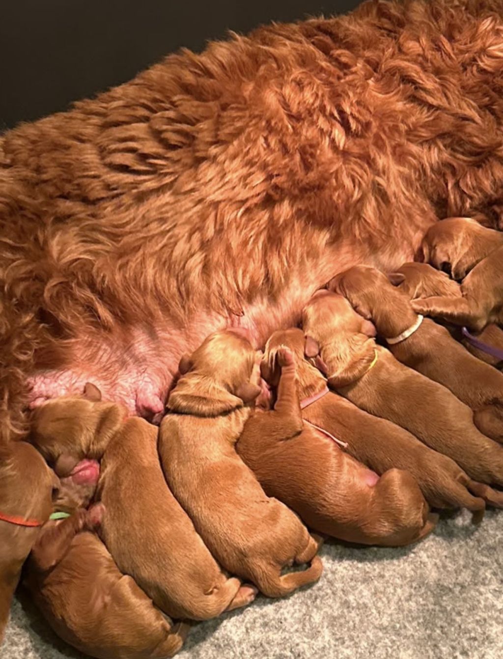Toekomstige puppy