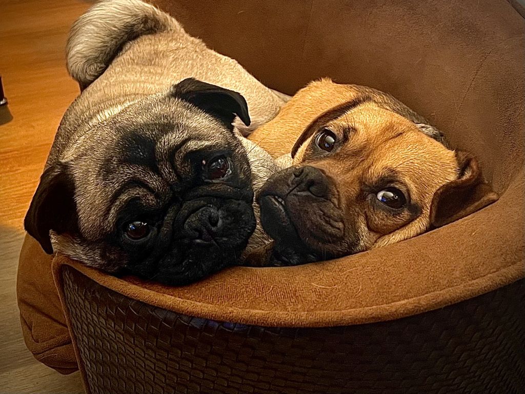 Jontsje & Gjetsje