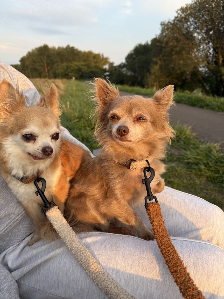 Jip & Mini