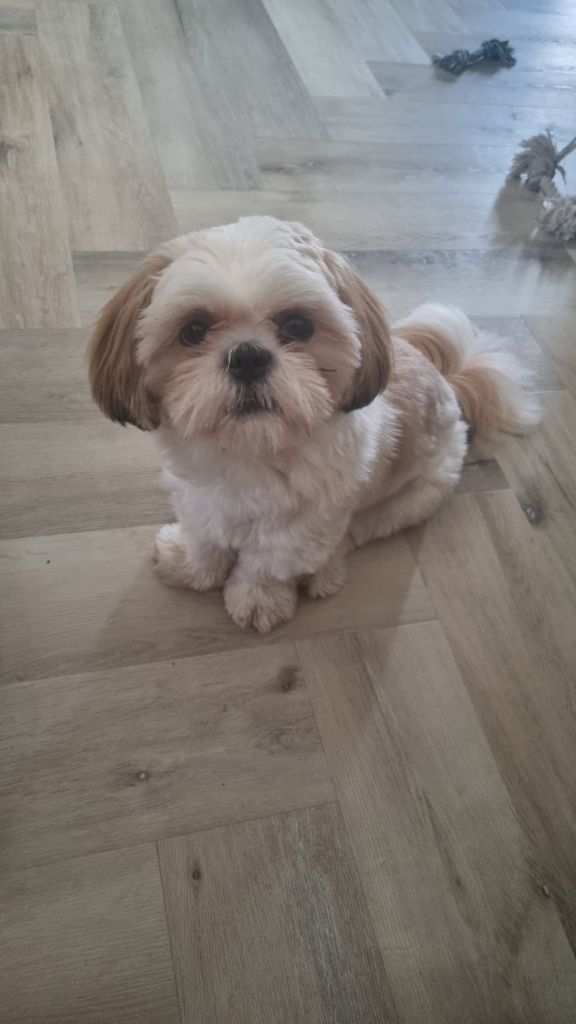Loulou
