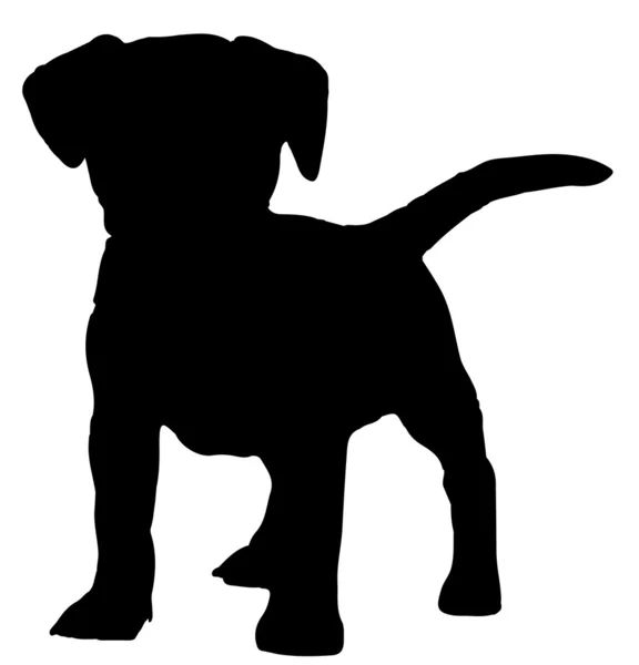Ryonne's hond