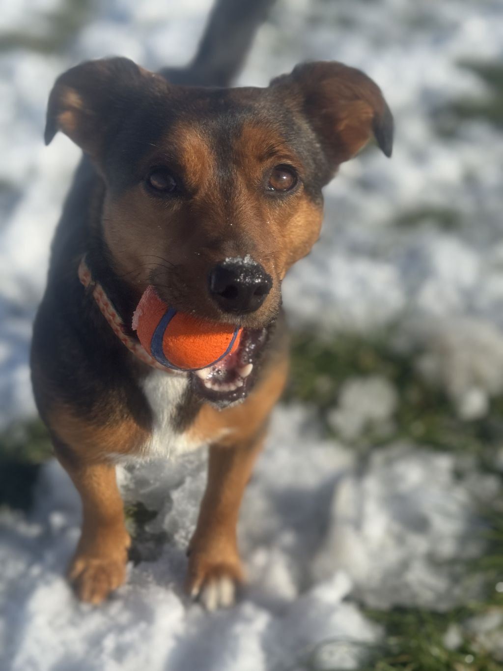 Maybel