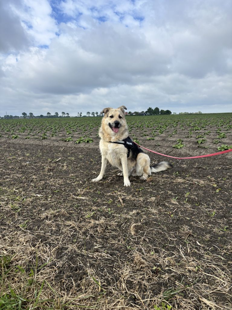 Koos