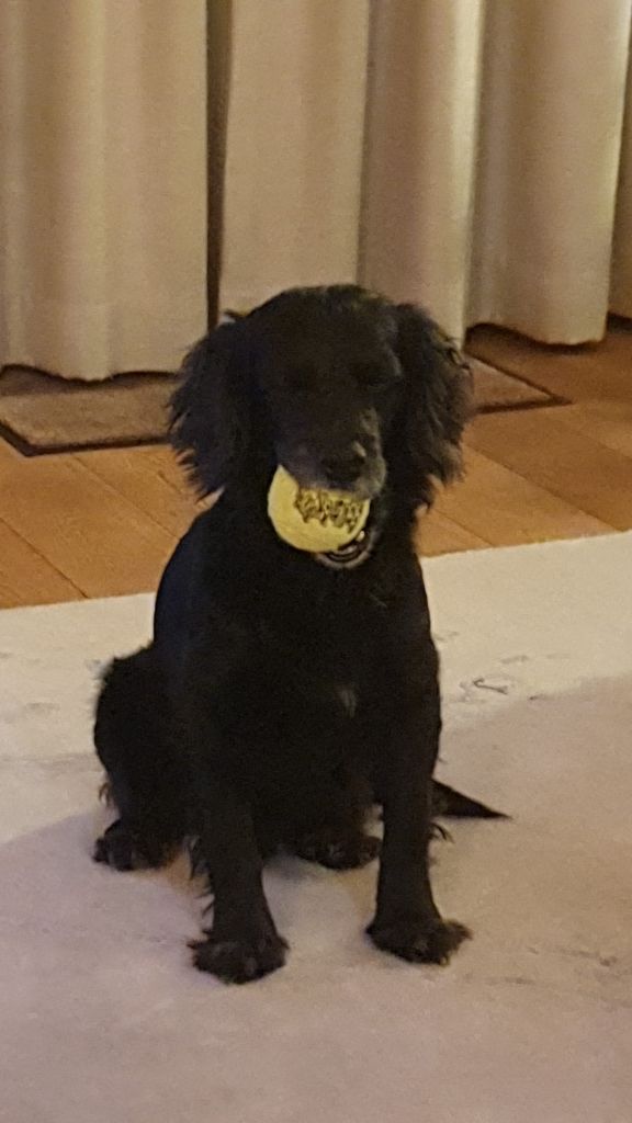 Tjibbe