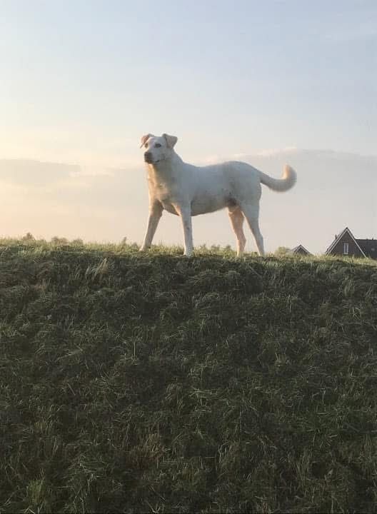 Paco