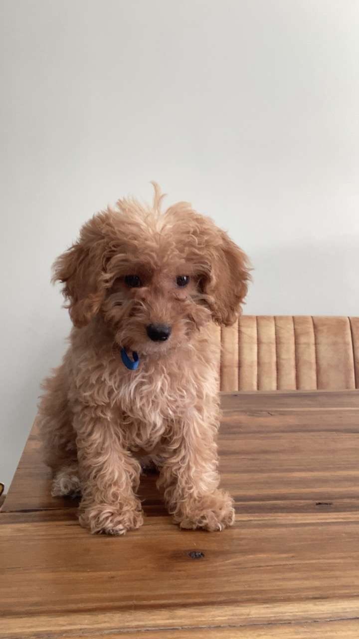 Ollie