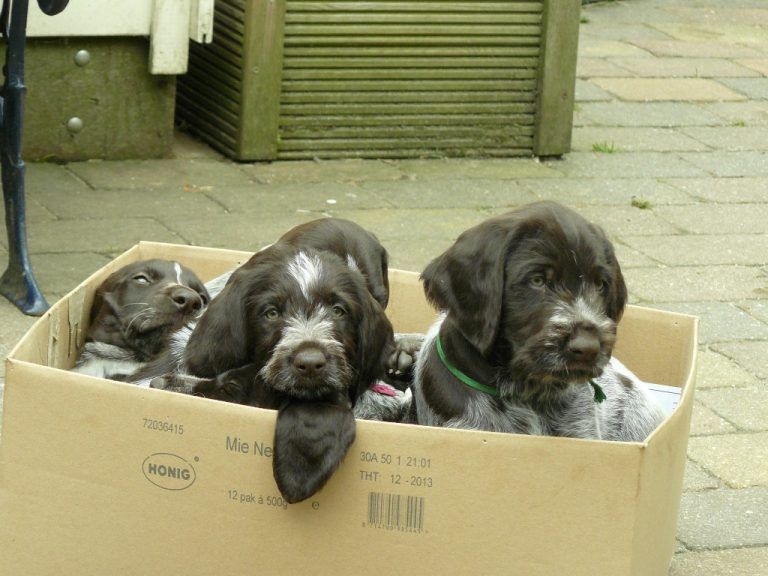 Puppy (vanaf eind aug/sept)