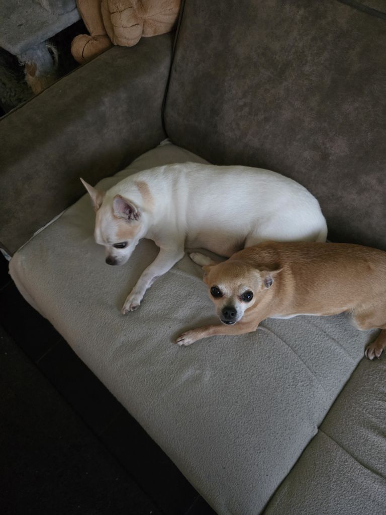 Diesel en daisy