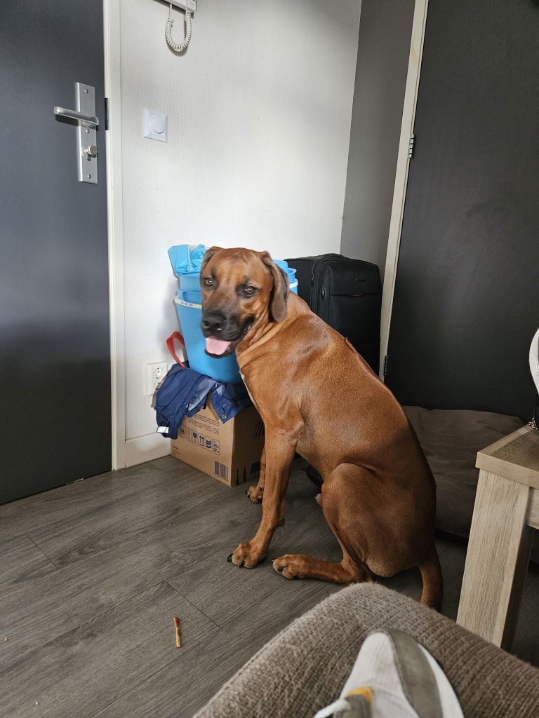 Bruno