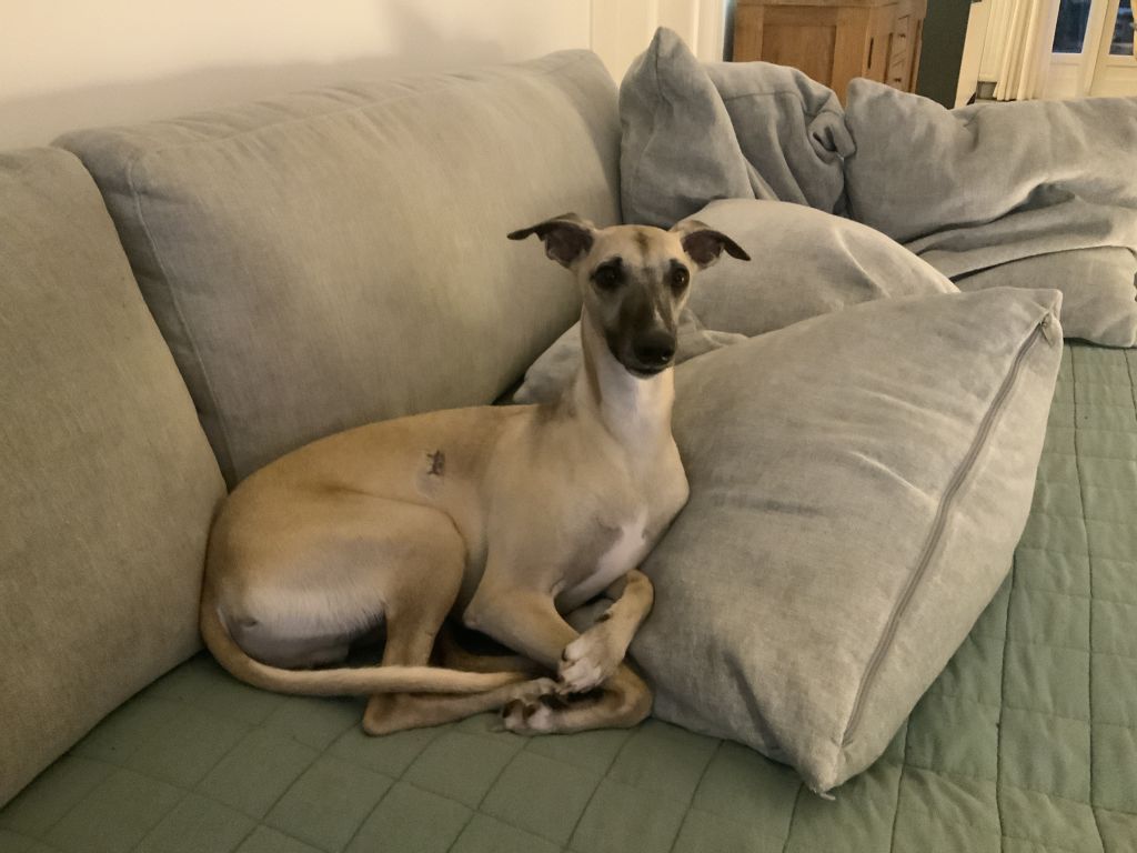 Paco
