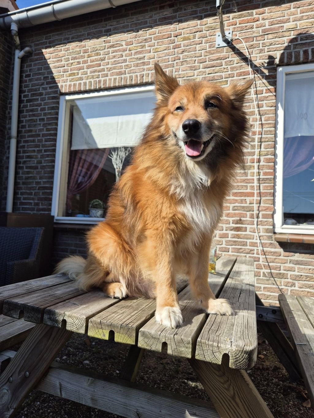 Harri