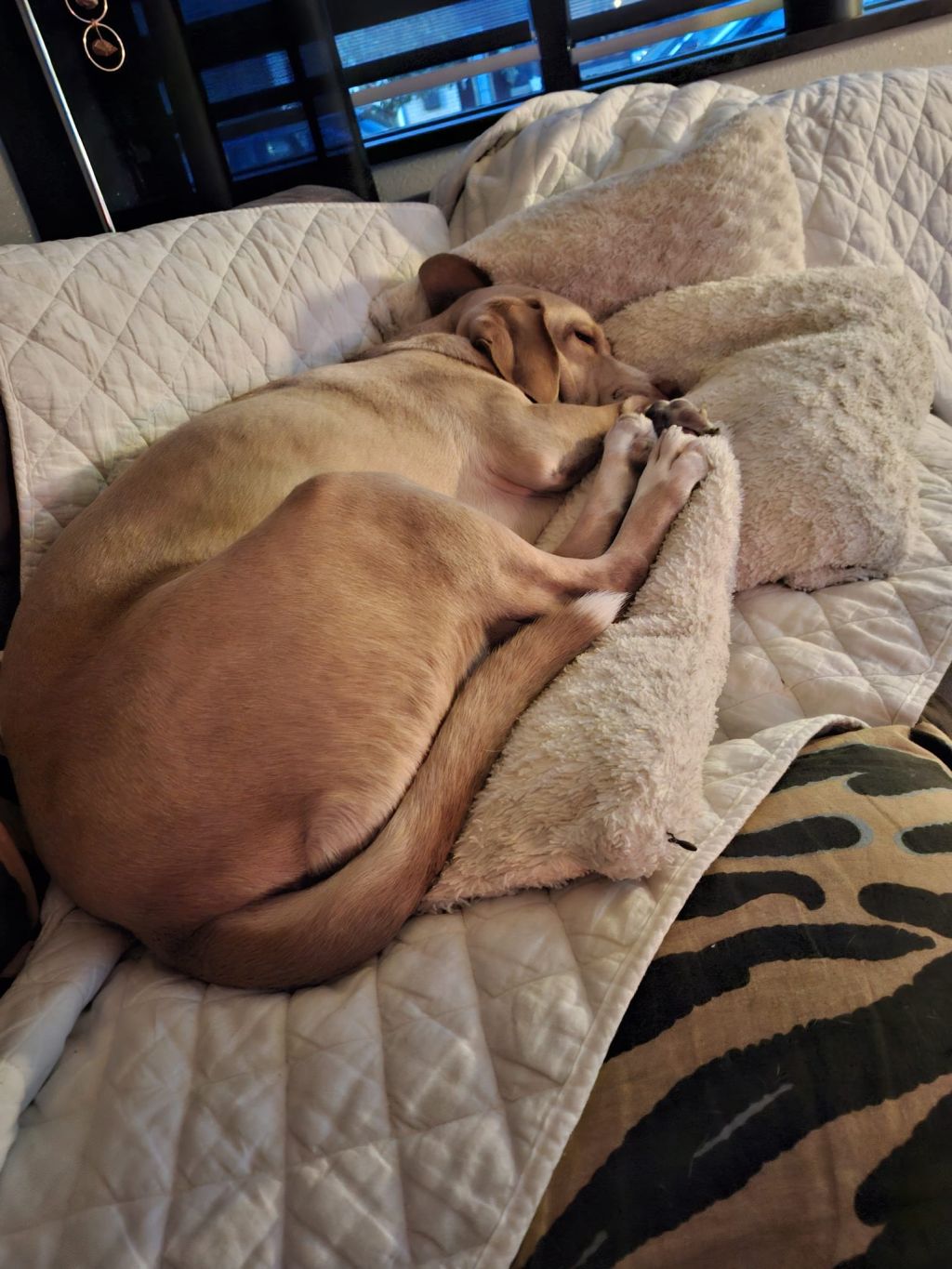 Beau