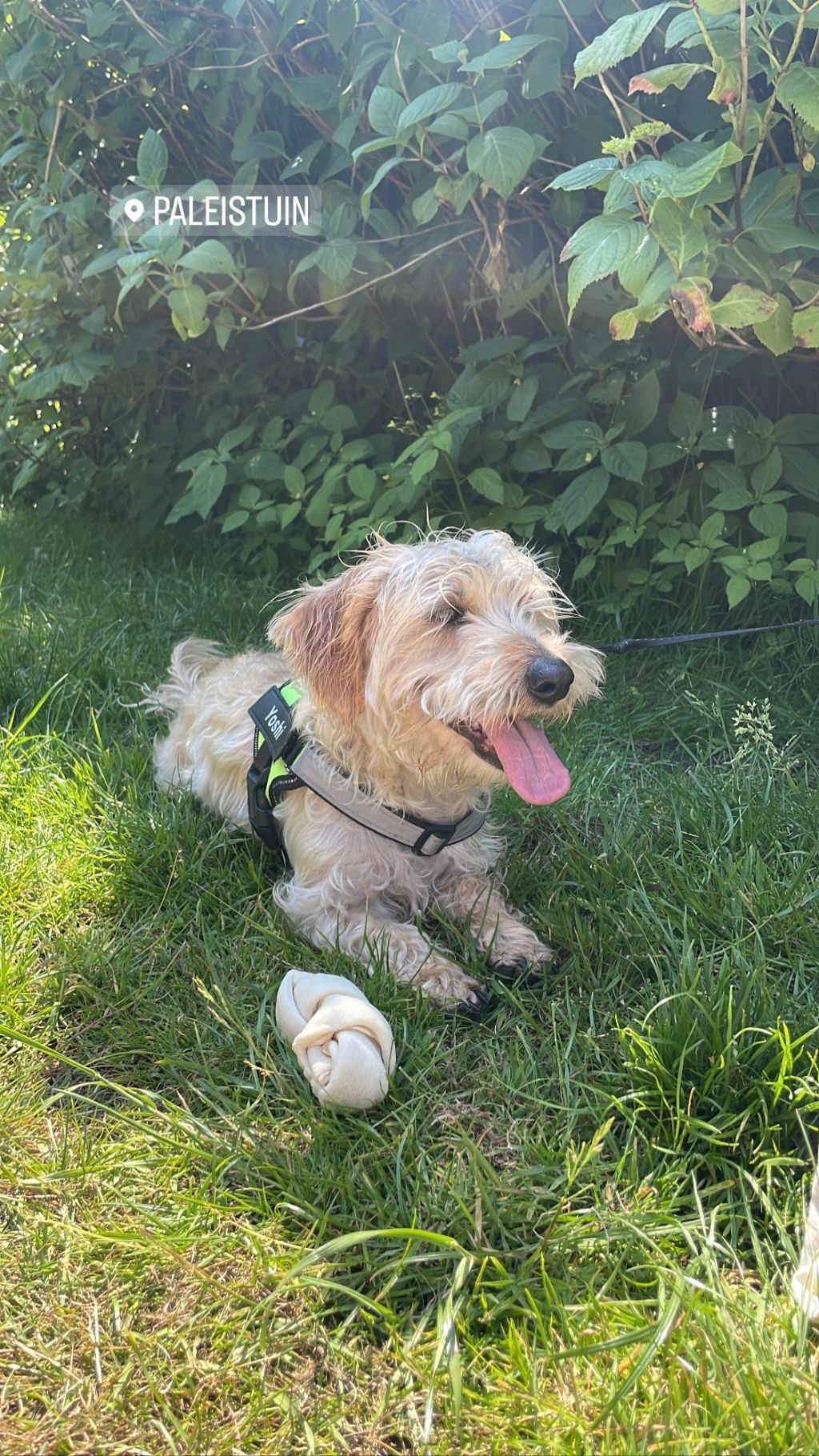 Yoshi
