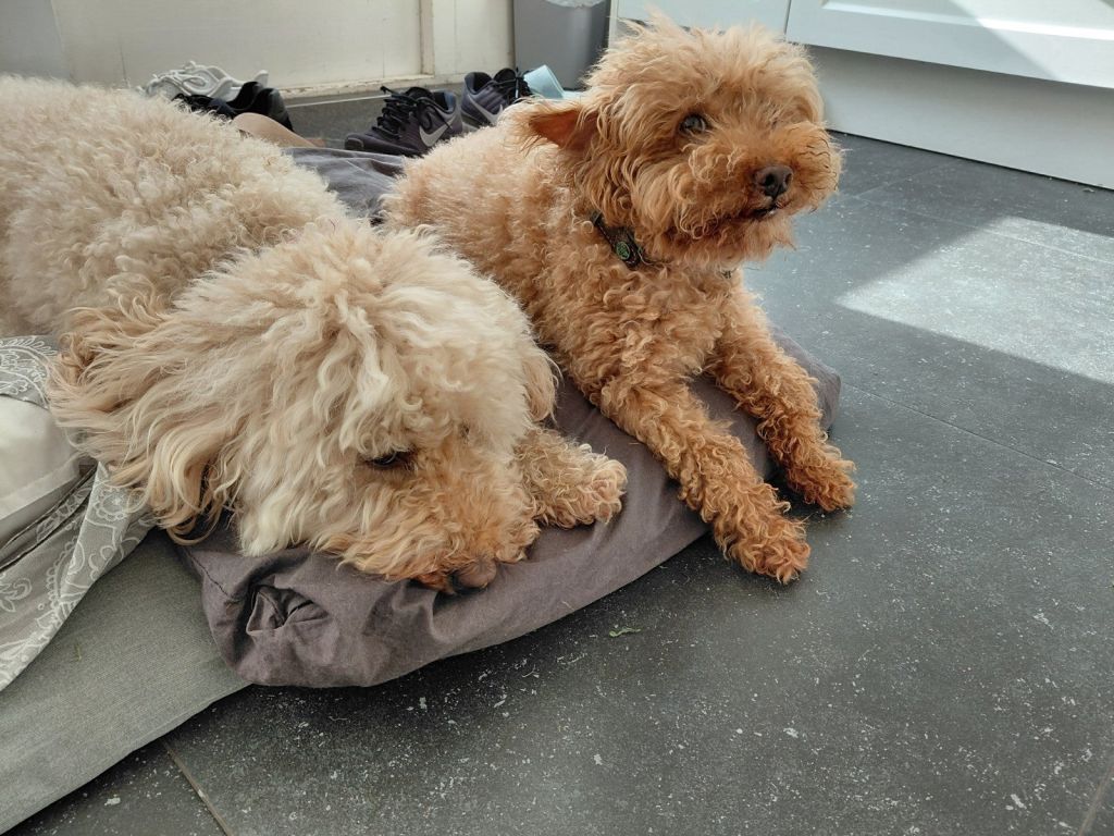 Gucci en pukkie