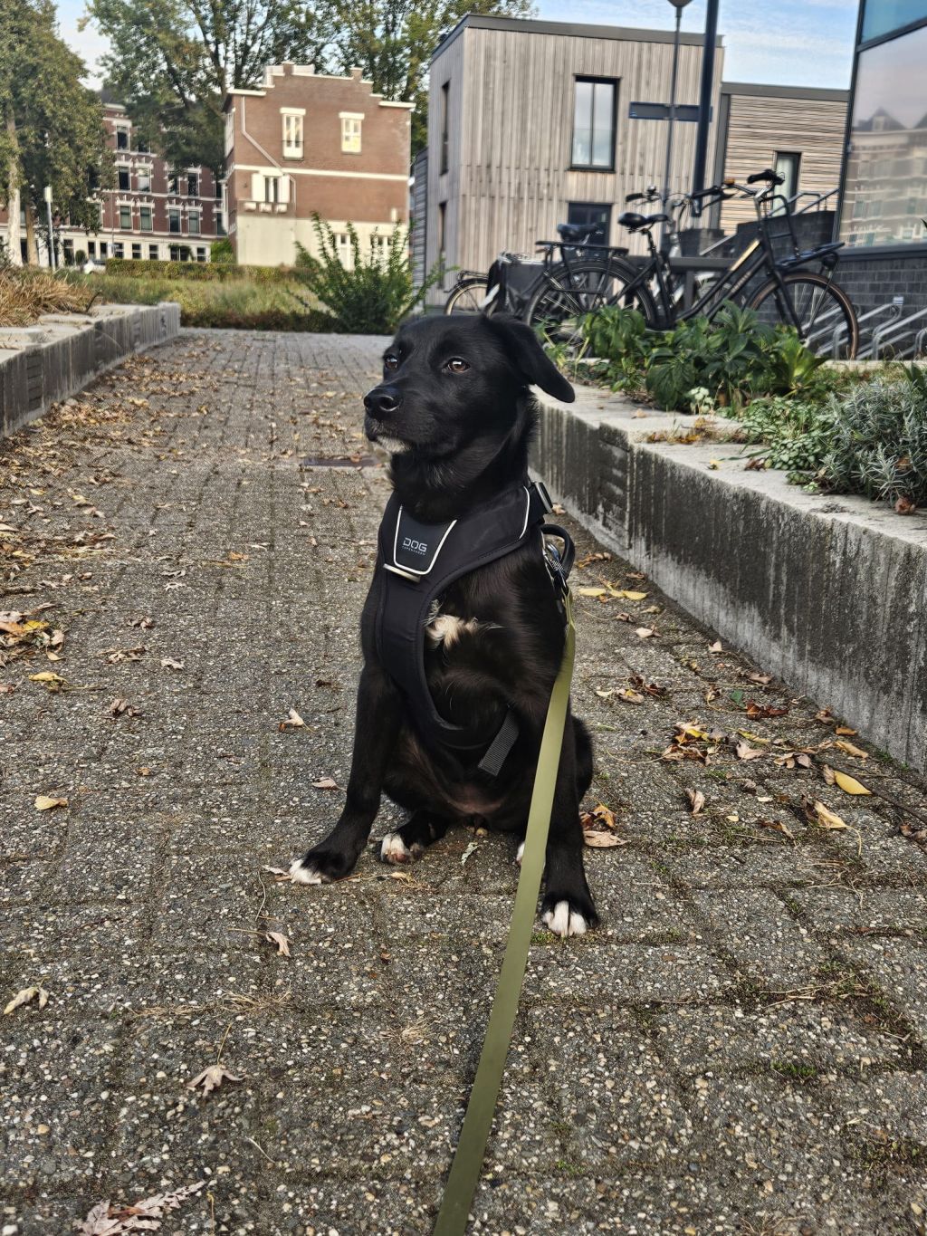 Maya