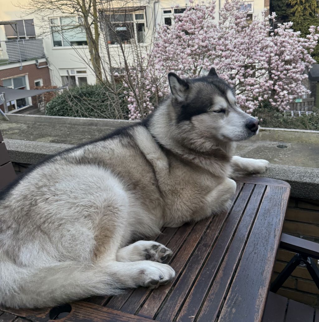 Volk
