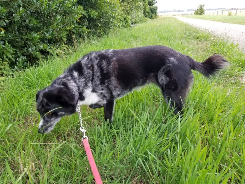 Bo