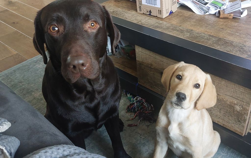 Pelle en Aiko