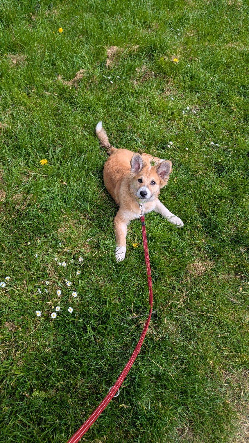 Sokka