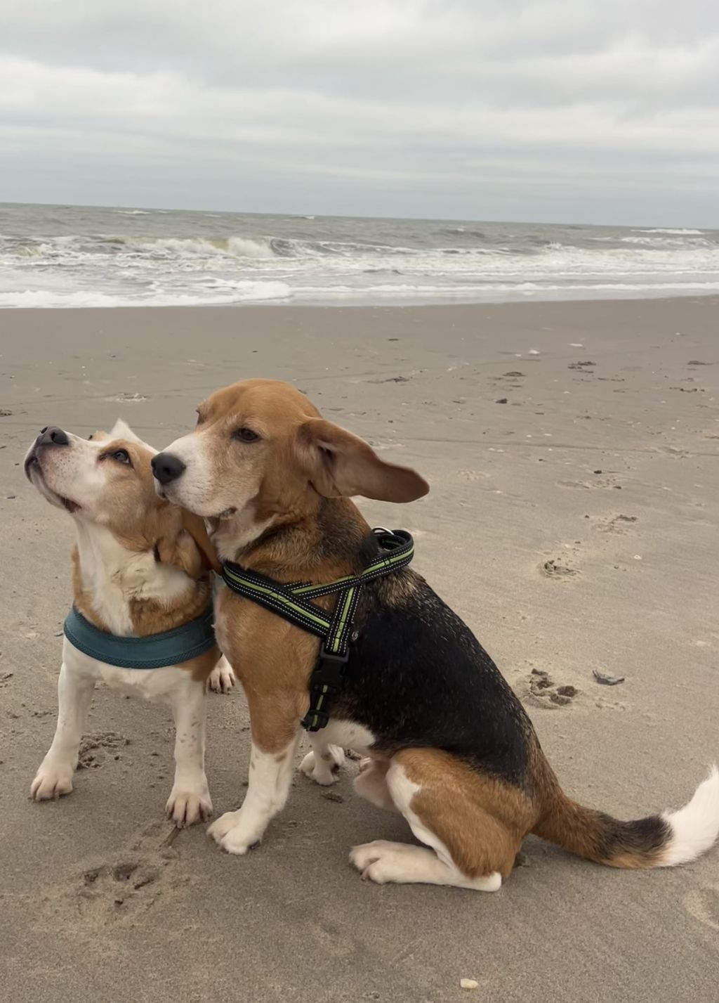 Milo (7-reu) / Pien (8-teef)