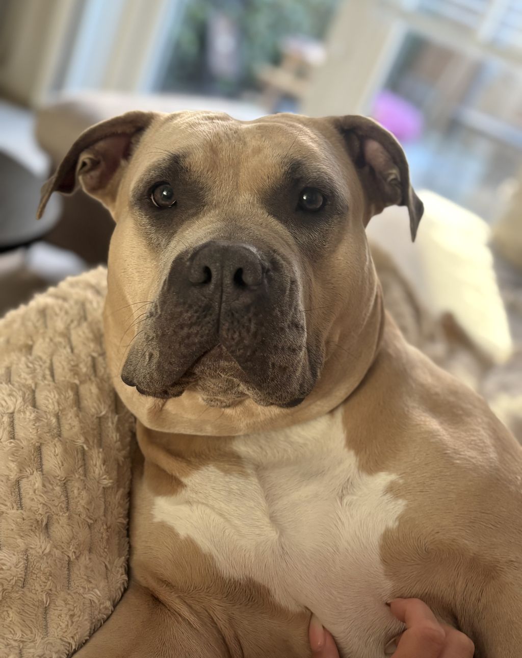 Bella
