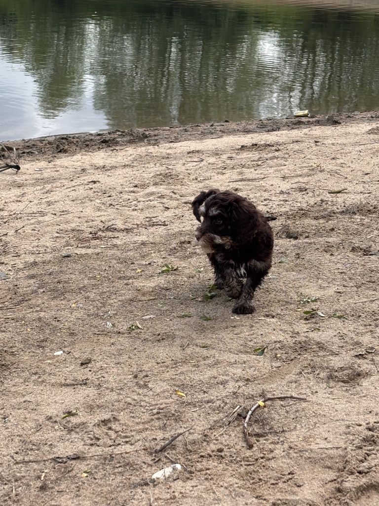 Teun (6) en Moos (pup)