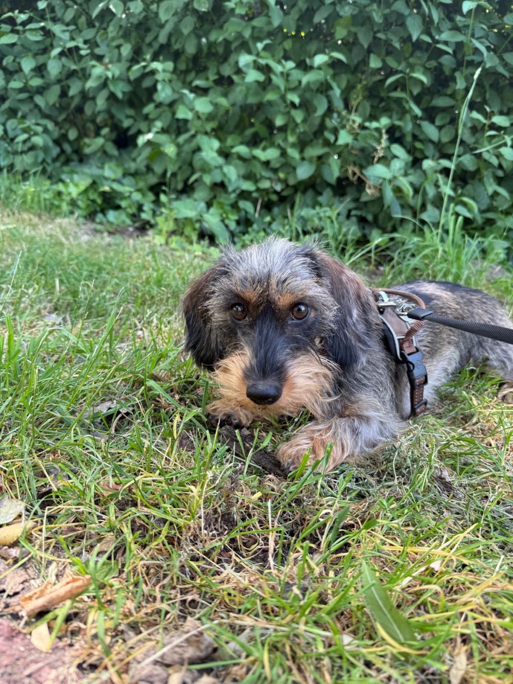 Bo