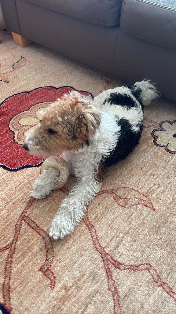 Daisy