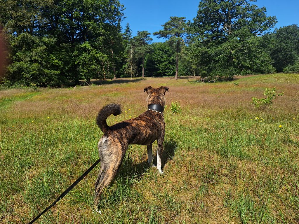 Ziggy